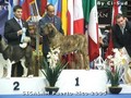 In Memorian - Fila Brasileiro Tigrado - Canil Singular - Motivador